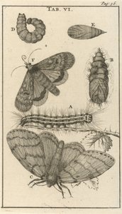 Caterpillars, Pupae, and Butterflies VI by Jan Luyken