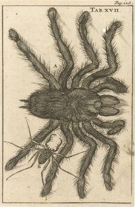 Spinning XVII by Jan Luyken
