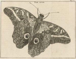 Surinamese Giant Butterfly XVIII by Jan Luyken