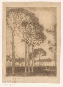 Trees at the Edge of Oranjewoud