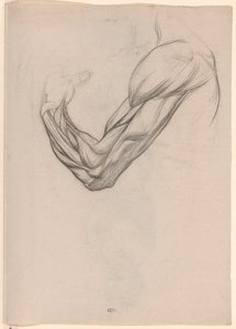 Anatomical Study of the Muscles of a Right Arm