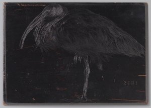 Ibis by Jan Veth