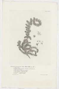 Anthospermum aethiopicum by Jan Wandelaar