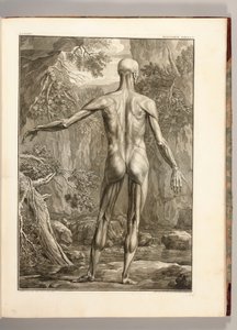 Muscle Groups of the Back, 1747 (engraving)