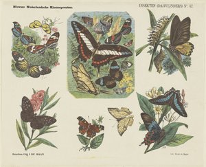 Insects (Butterflies) (title on object) New Dutch Children