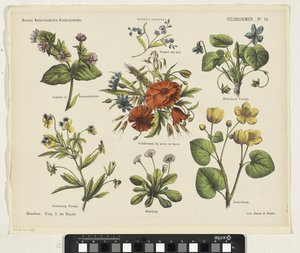 Wildflowers (New Dutch Children