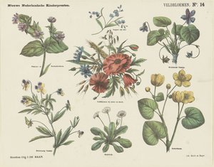 Field Flowers by Jan de Haan
