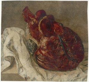 Prints of the Brain and the Heart (Anatomical Study of a Human Heart) by Jan l