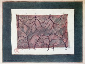 Nerve of the intestinal membrane, Ladmiral by Jan or Joannes Ladmiral