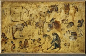 Animal Studies