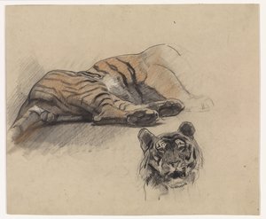Lying Tiger and Head of a Tiger by Jan van Essen
