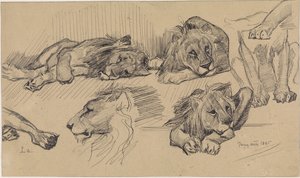 Study Sheet with Lions