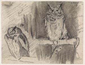 Two Studies of an Owl