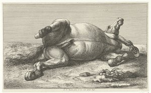 Fallen Horse Lying on Its Left Side