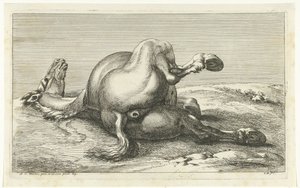 Fallen Horse Seen from Behind (series title) by Jan van Huchtenburg