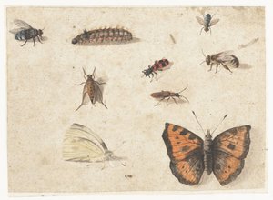 Sheet of Studies of Nine Insects