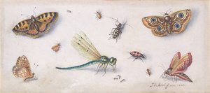 Insects, Butterflies, and a Dragonfly