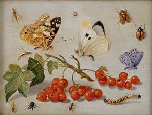 A still life with sprig of Redcurrants, butterflies, beetles, caterpillar and insects