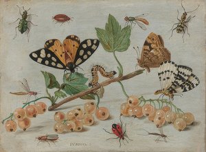 Insects and Fruits