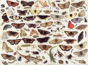 Study of Butterflies and Other Insects. 1657 by Jan van Kessel the Elder