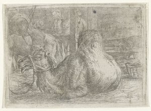 Lying Camel by Jan van Ossenbeeck