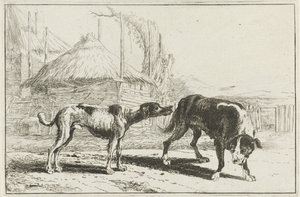 Male and Female Dog
