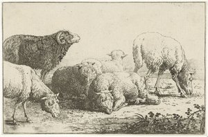 Sheep (series title: Animals, Zoographiam)