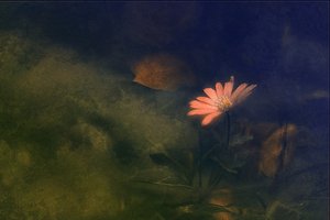 Dreamy Pink Flower by Jan van der Linden