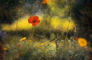 Dreamy Poppy Field by Jan van der Linden