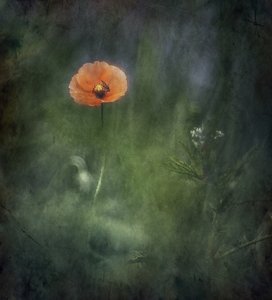 Ethereal Orange Poppy by Jan van der Linden