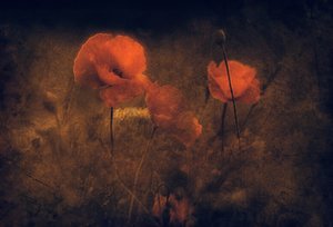 Moody Red Poppies by Jan van der Linden