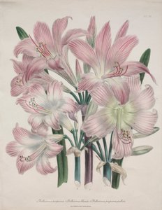 Belladonna Lily: Amaryllis belladonna by Jane Loudon
