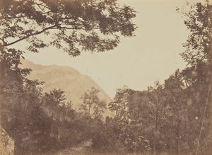 Acacia, Como by Jane Martha St. John