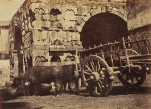 Buffalo Cart, Rome