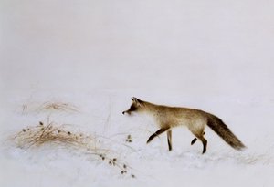 Fox in Snow