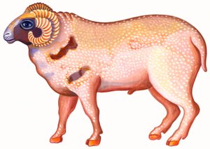 Aries the Ram by Jane Tattersfield