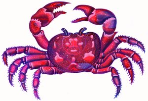 Cancer the Crab, 1996