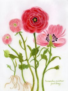 Vibrant Ranunculus Illustration