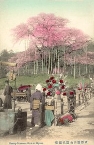 Cherry Blossoms, Gion, Kyoto, Japan