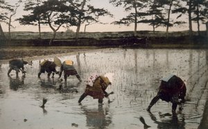 Five peasants re-planting rice in a paddy field by Japanese Photographer