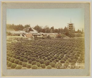 Pagoda of Toji and Tea Garden, Kyoto, Japan by Japanese Photographer
