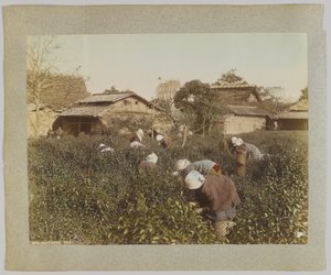 Picking Tea, Japan