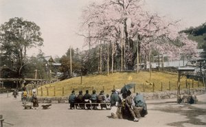 The Famous Cherry Tree at Maruyama, Kyoto by Japanese Photographer