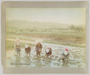 Transplanting rice sprouts, Japan by Japanese Photographer
