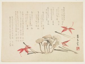 Mushrooms, Maple Leaves and Pine Needles