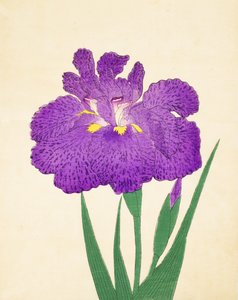 Nyo-Nishiki, no.11, 1898 by Japanese School
