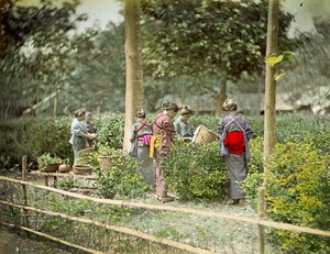 Picking Tea