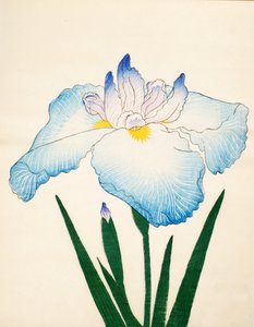 Sazanami, No. 68