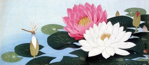 Water lilies and dragonfly - Japanese print by Japanese School