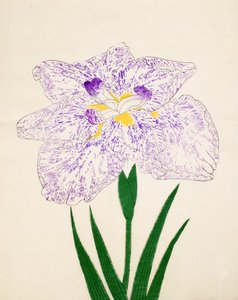 Yamato-Nishiki, No. 31 by Japanese School